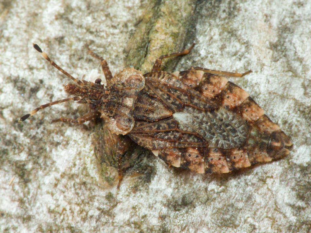 Aradus betulae (Linnaeus, 1758)